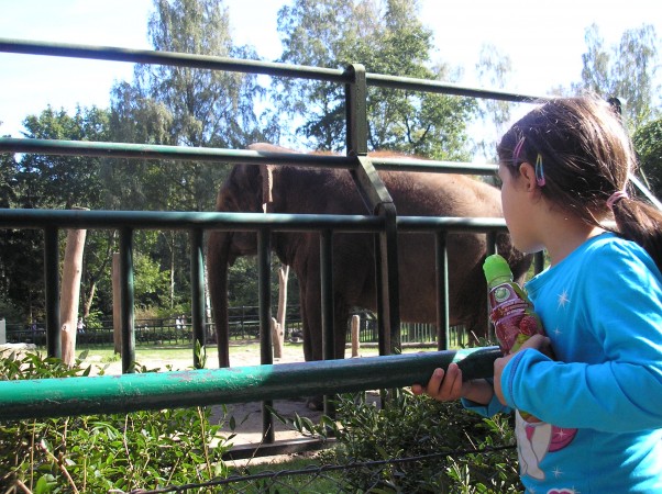 Spotkanie ze słoniem Zwiedzanie zoo dla dziecka jest prawdziwą przygodą.