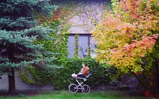 Zdjęcie zgłoszone na konkurs eBobas.pl Jesień w naszym ogrodzie :&#41; 
