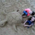 Piaskowy żółwik ...