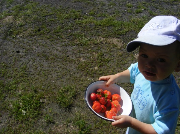 Alanek na wsi Proszę się częstować,wystarczy dla wszystkich. Ekologiczne truskaweczki, dojrzewające w pełnym słońcu,słodziutkie, po prostu pyszne.