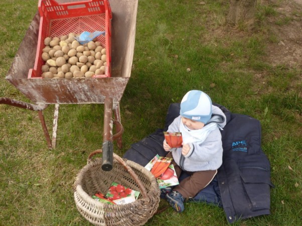 Wiosenne prace polowe:&#41; Mamusiu zasiej tę marcheweczkę i buraczki a potem zasadż kartofelki ,jak będę większy to ci sam pomogę a narazie tylko popatrzę :&#41;